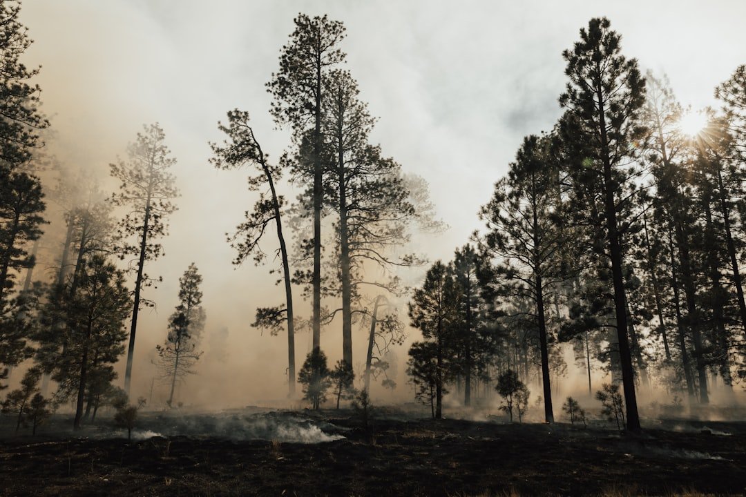 Photo Forest fire