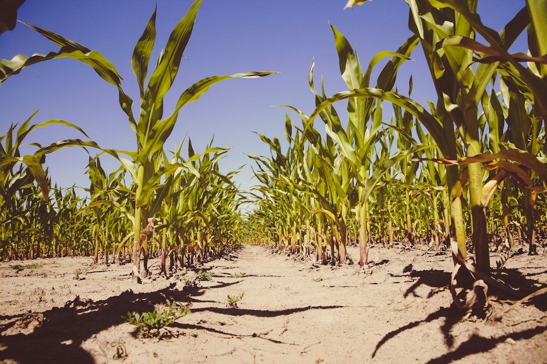 Photo Soil erosion