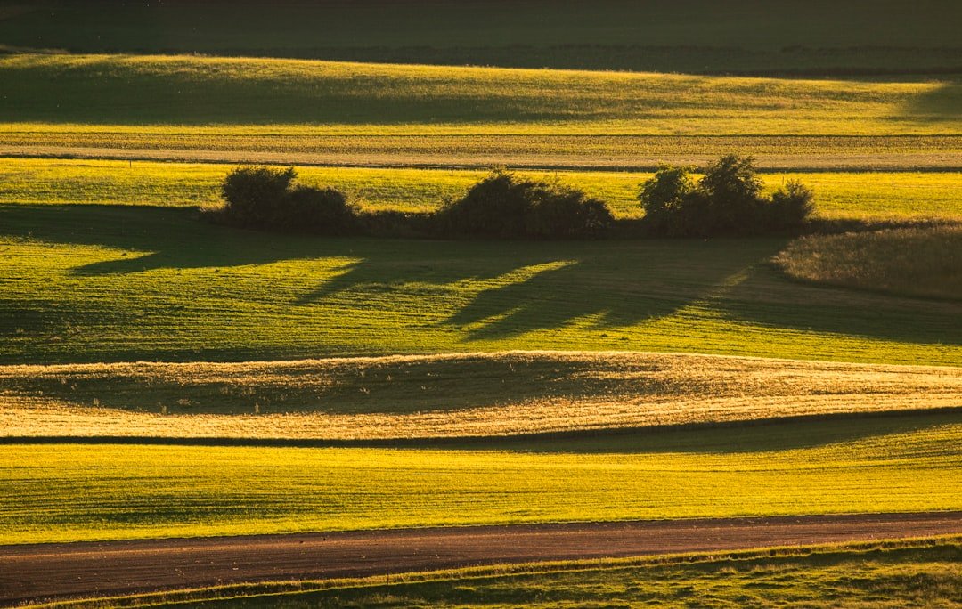 Photo Agricultural field