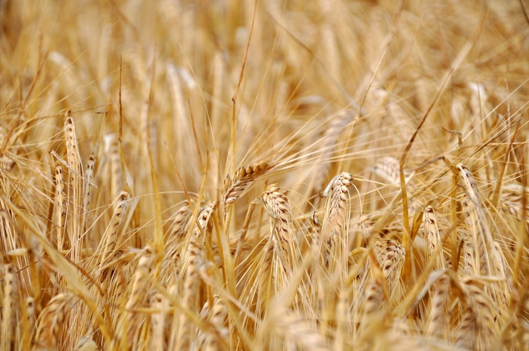 Photo Logging, Agriculture