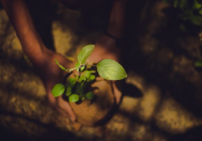 Photo Tree planting