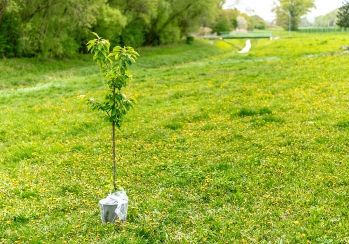 Photo Tree planting