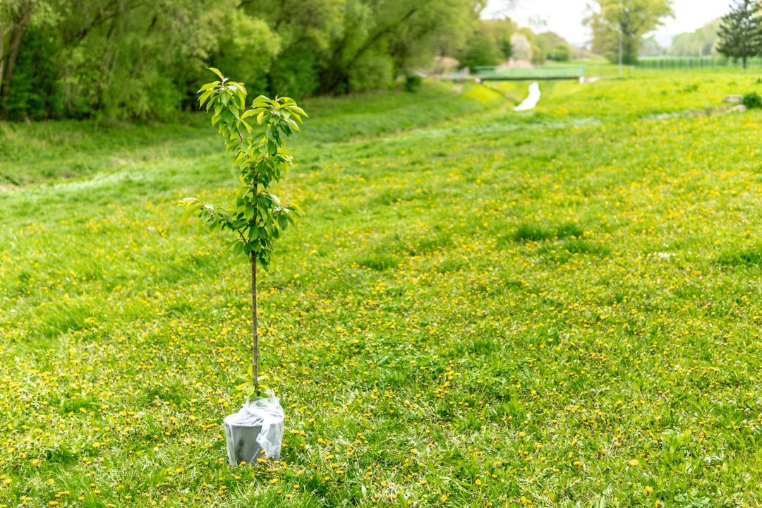 Photo Tree planting