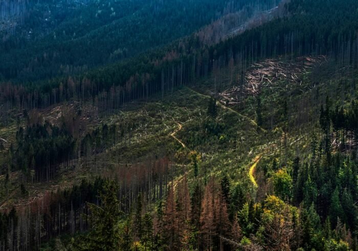 Photo Forest destruction