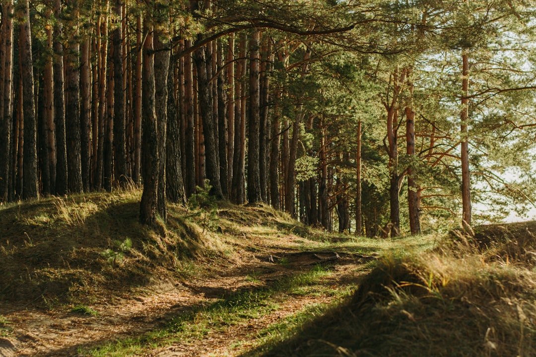 Photo Clearcutting forest