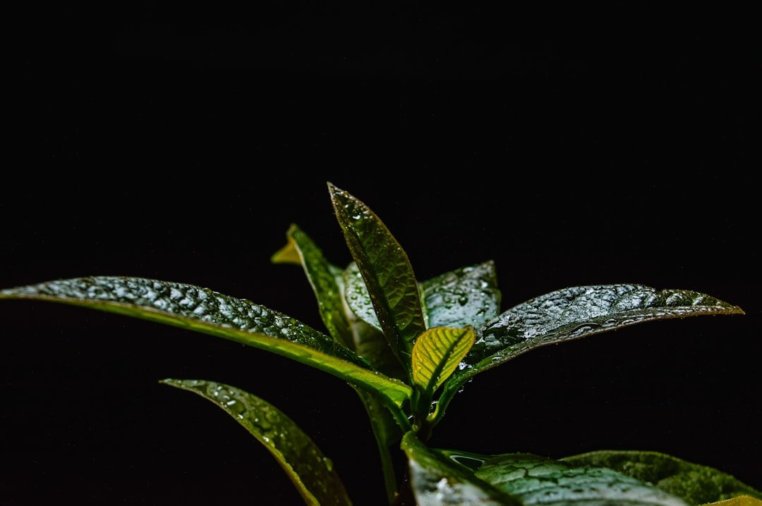 Photo Carbon offset