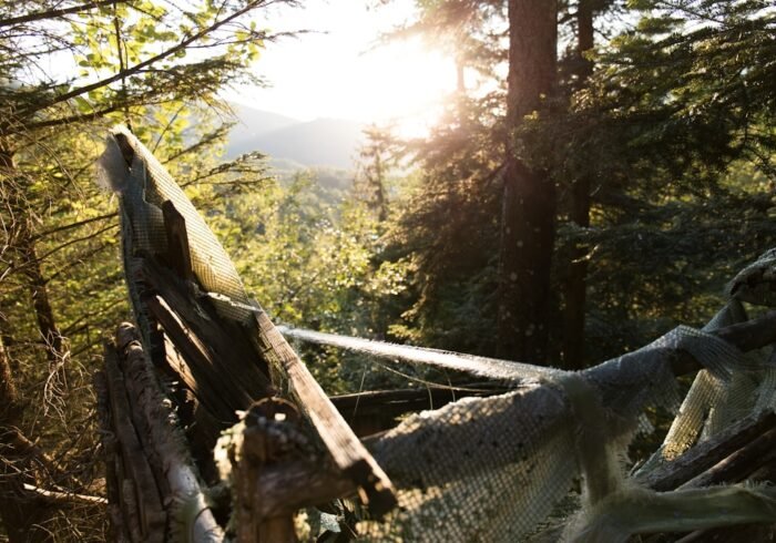 Photo Destroyed forest