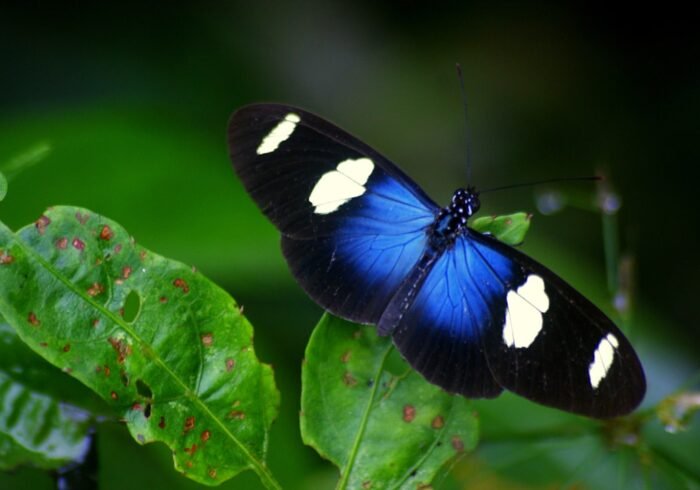 Photo Amazon rainforest