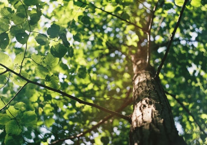 Photo Tree planting