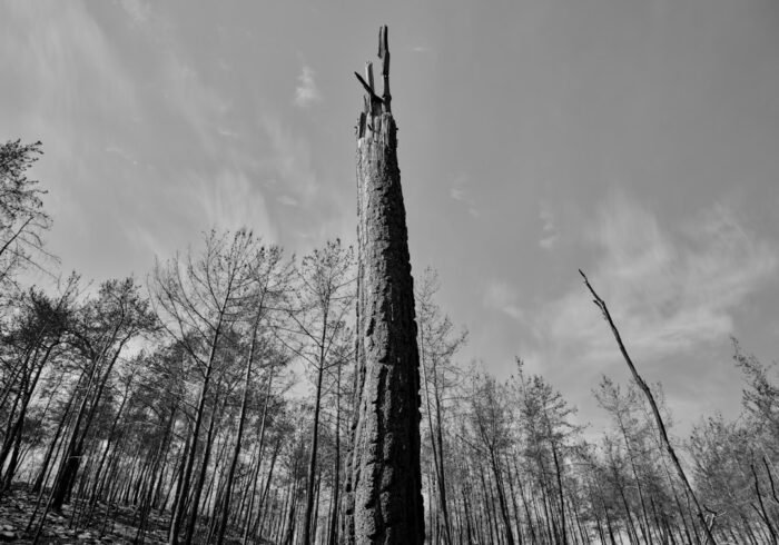 Photo Forest destruction