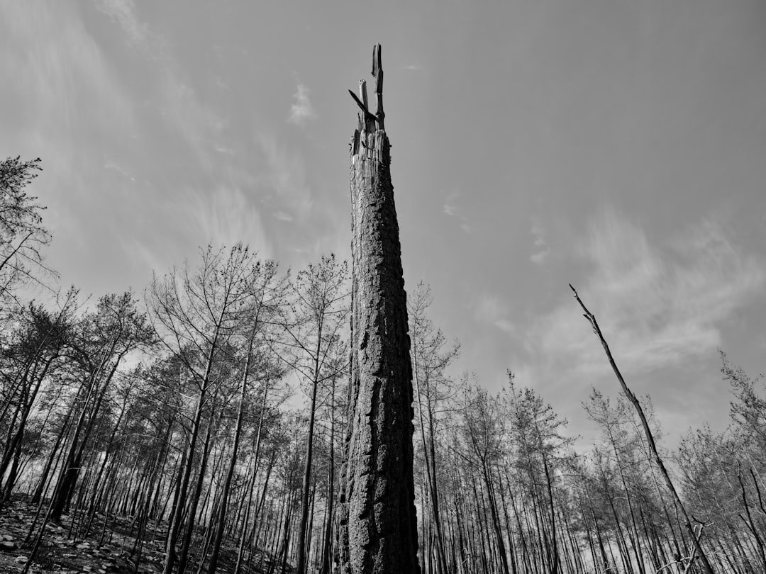 Photo Forest destruction