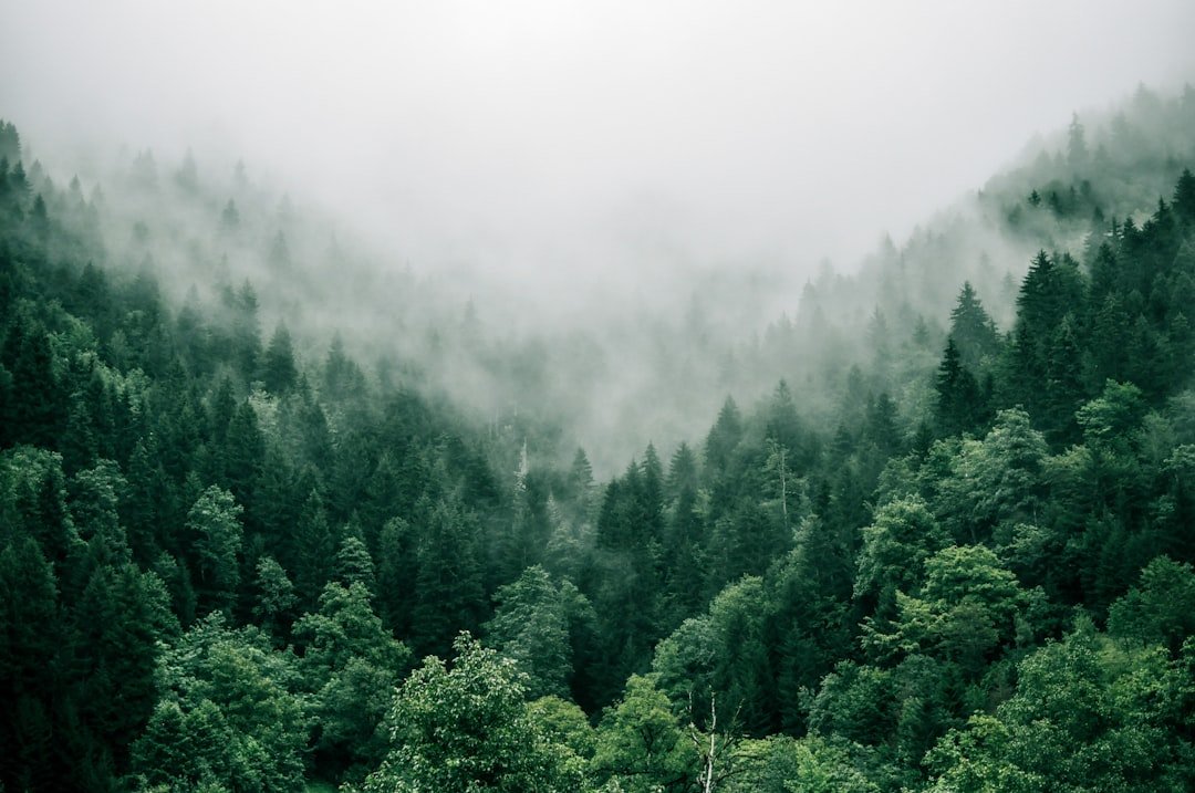 Photo Bare tree line