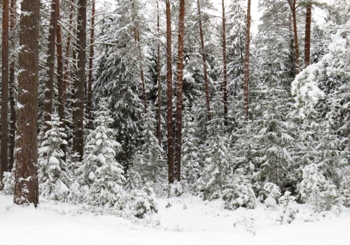 Photo Snowy forest