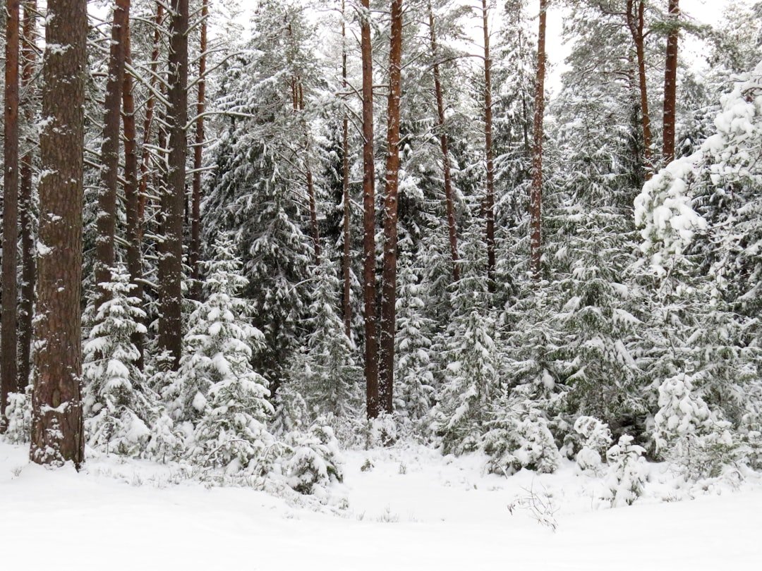 Photo Snowy forest