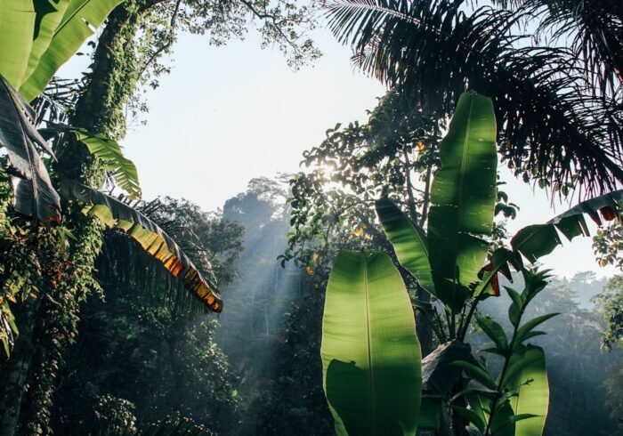 Photo Amazon Rainforest