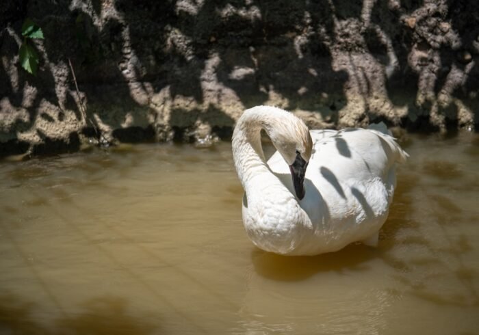 Photo Animal habitat