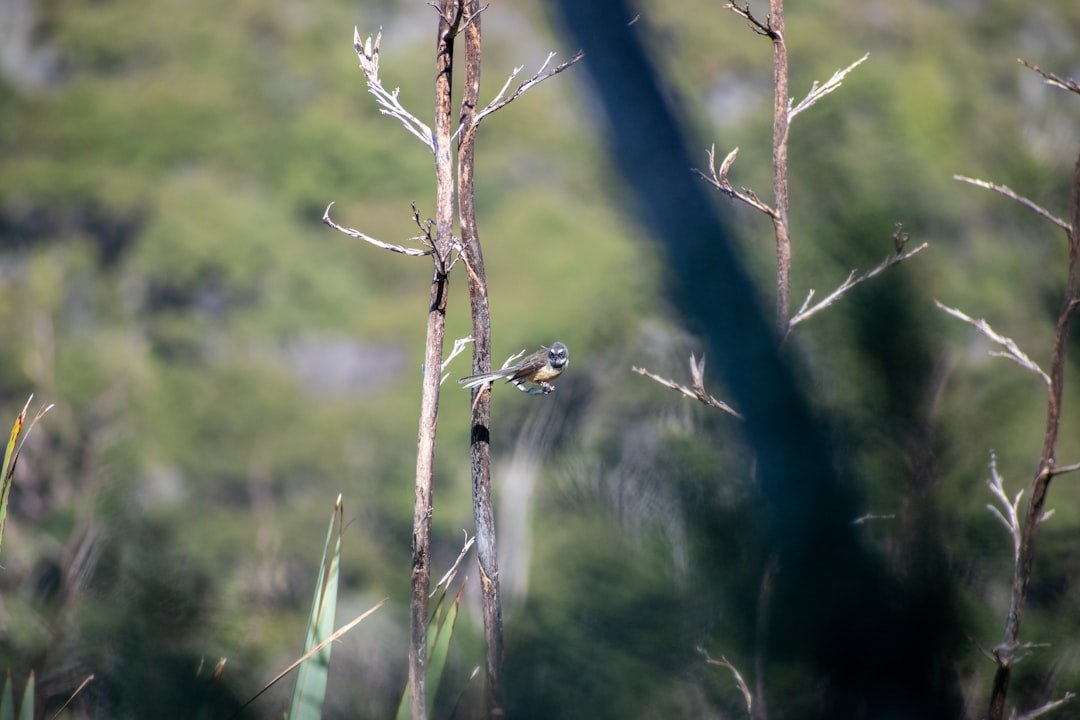 Photo Wildlife sanctuary