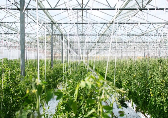 Photo Greenhouse