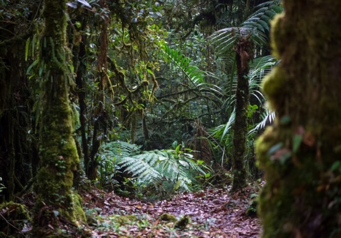 Photo Forest habitat