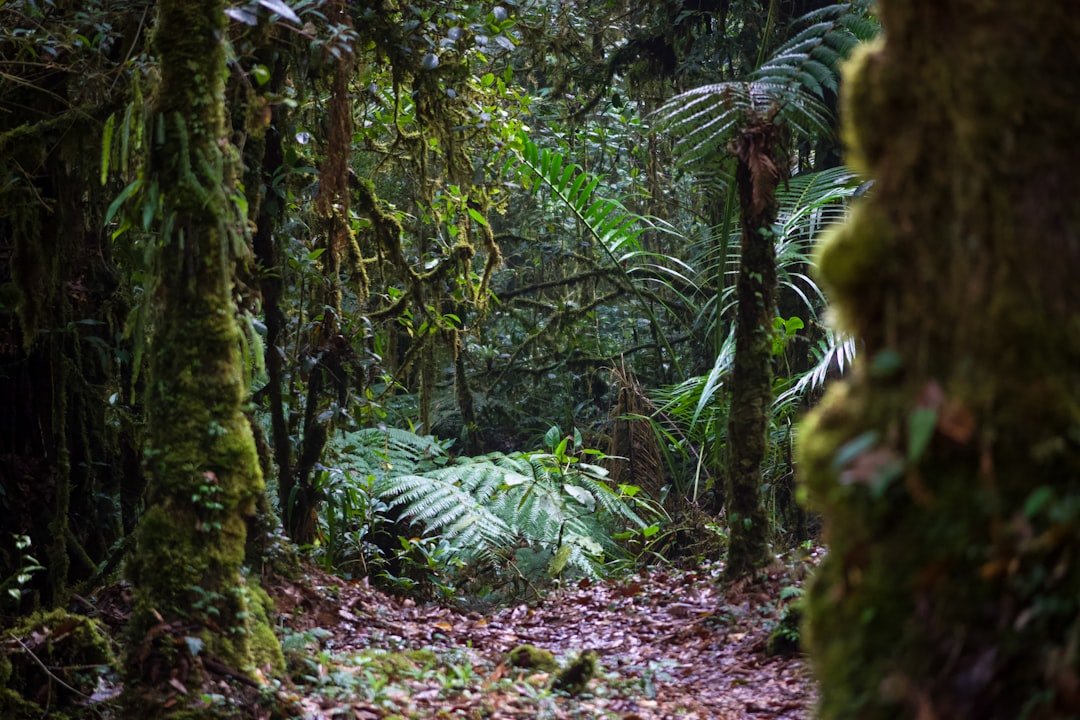 Photo Forest habitat