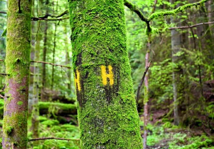 Photo Forest habitat