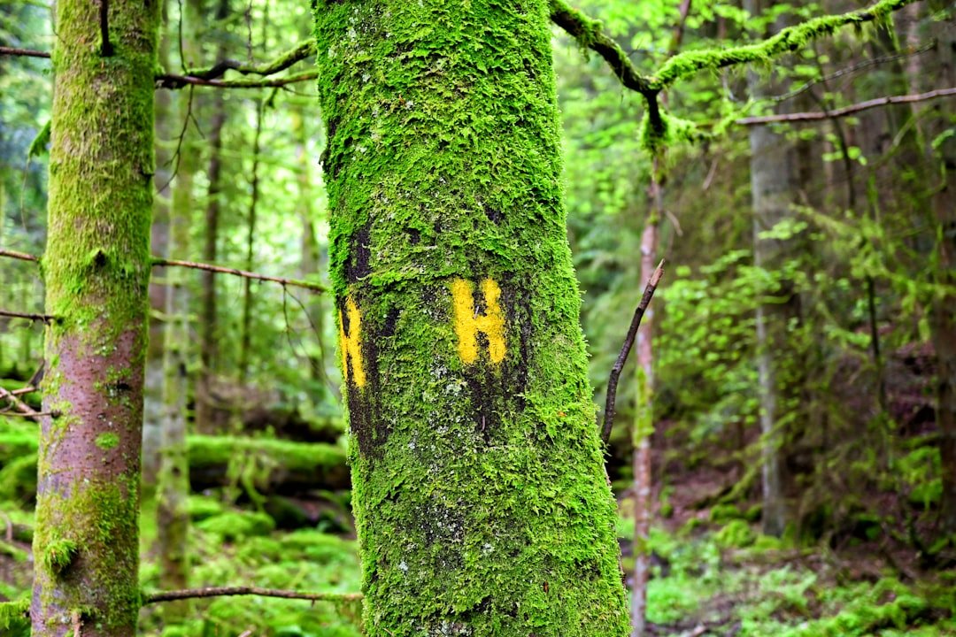 Photo Forest habitat