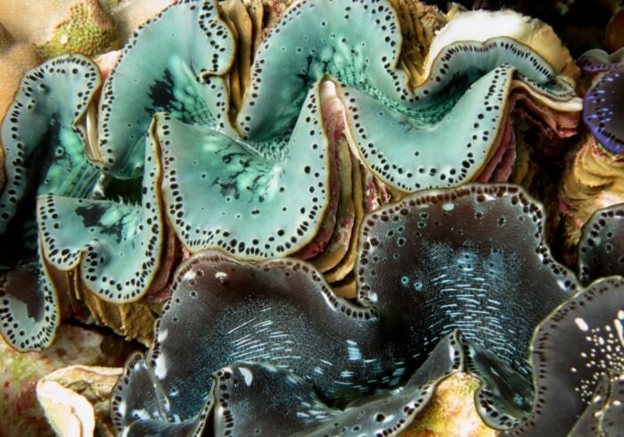 Photo Marine biologist