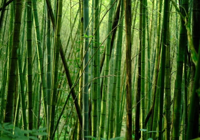 Photo Bamboo forest