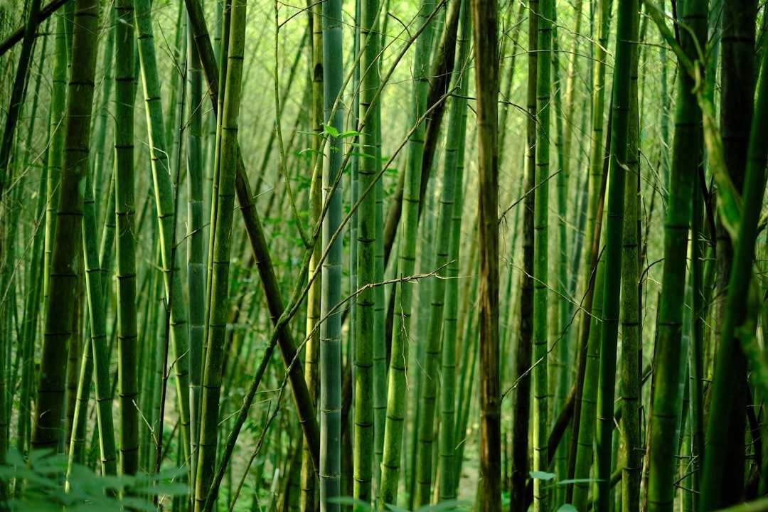 Photo Bamboo forest
