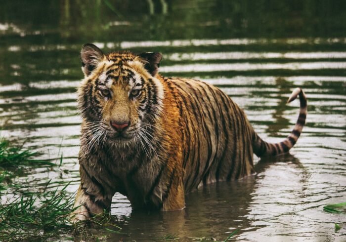 Photo Tiger habitat
