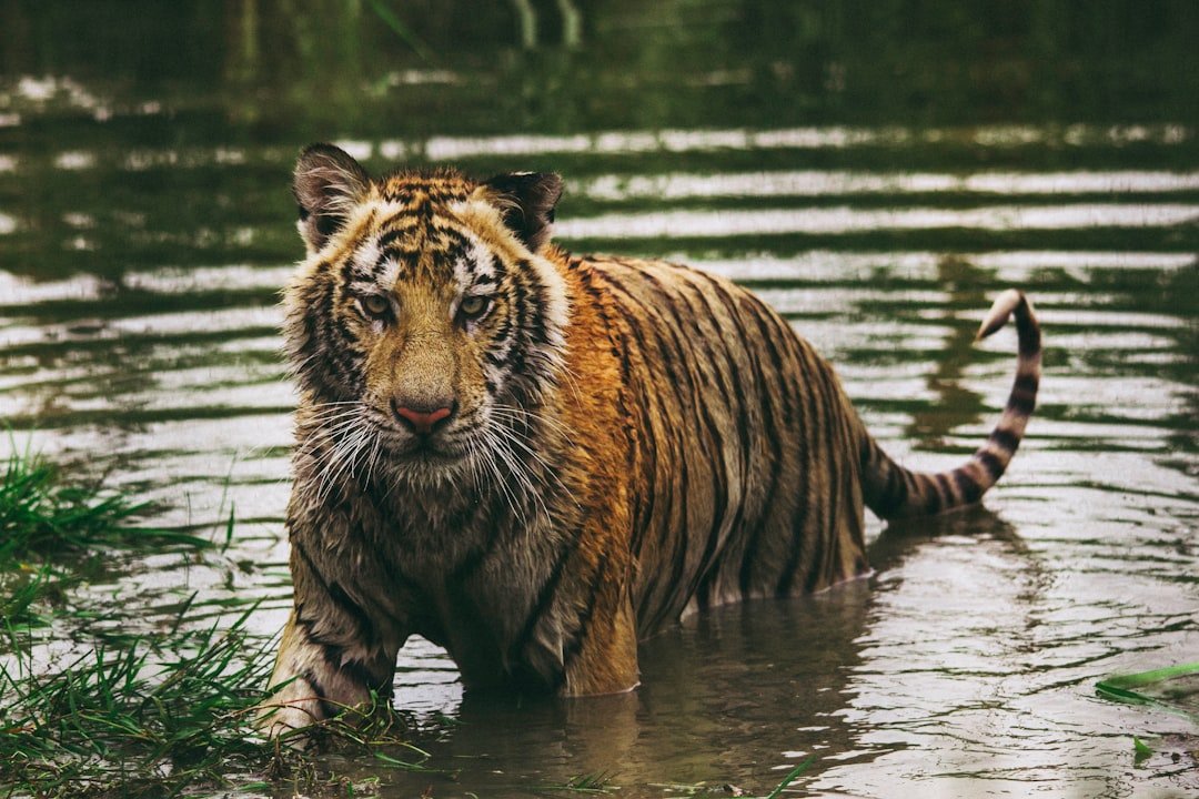 Photo Tiger habitat