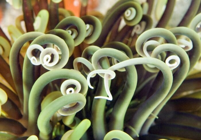 Photo Marine sanctuary