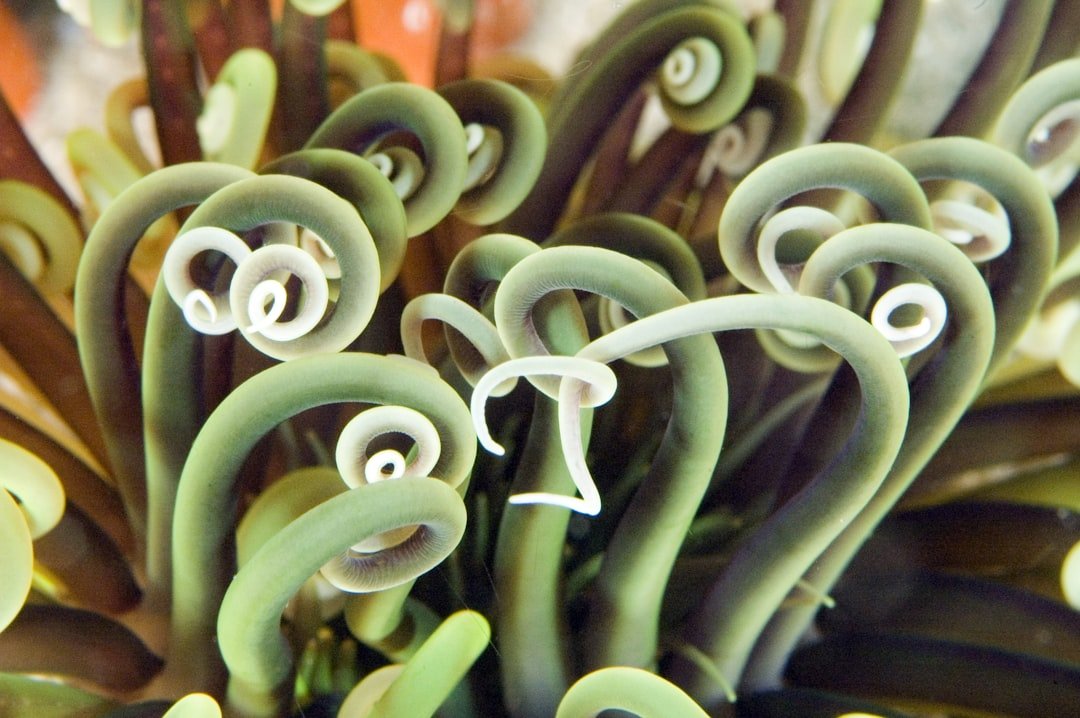 Photo Marine sanctuary