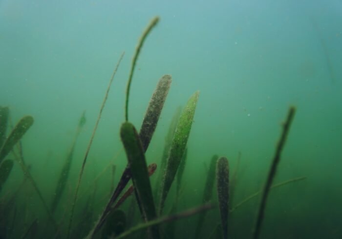 Photo Underwater restoration