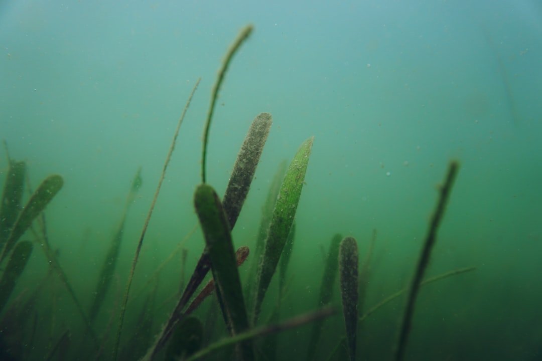 Photo Underwater restoration