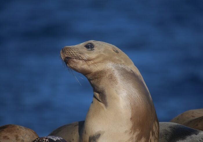 Photo Marine sanctuary