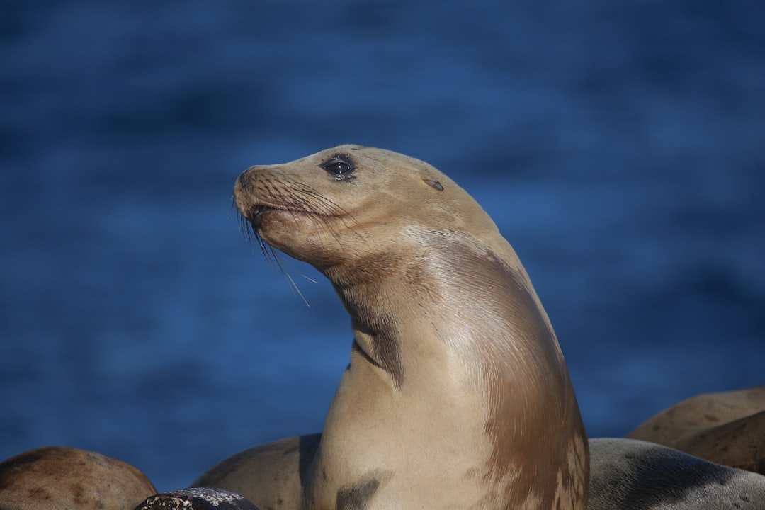 Photo Marine sanctuary