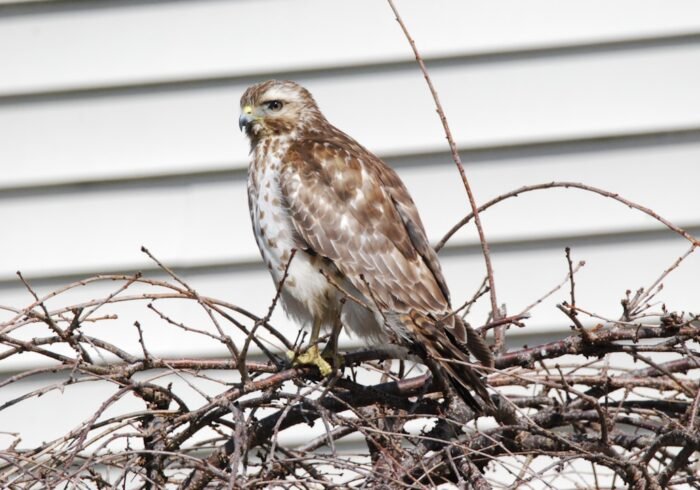 Photo Raptor perched