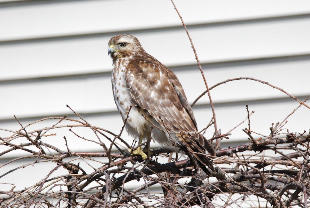 Photo Raptor perched