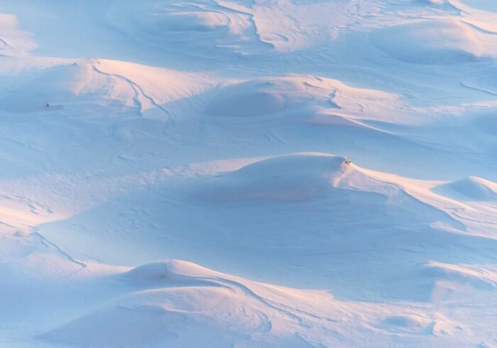 Photo Snow leopard tracking