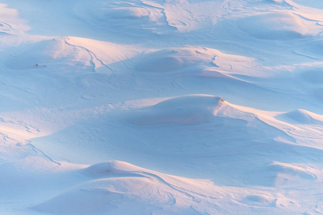 Photo Snow leopard tracking